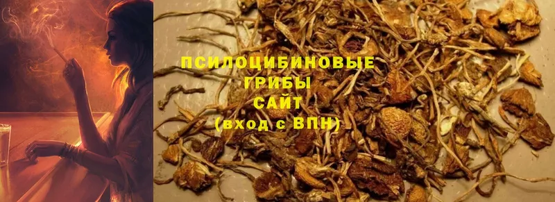 Псилоцибиновые грибы Psilocybe  мега зеркало  Аргун 